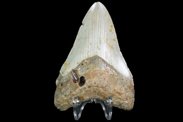 Fossil Megalodon Tooth - North Carolina #99854